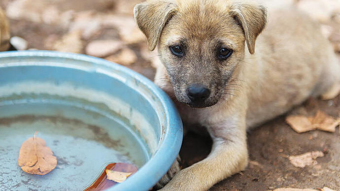 Sokak Köpeklerini Besleyen Hayvansever Darp Edildi!