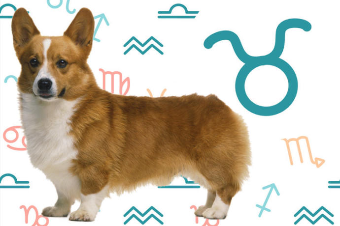 Burçlara Göre Köpeklerin Kişilik Özellikleri