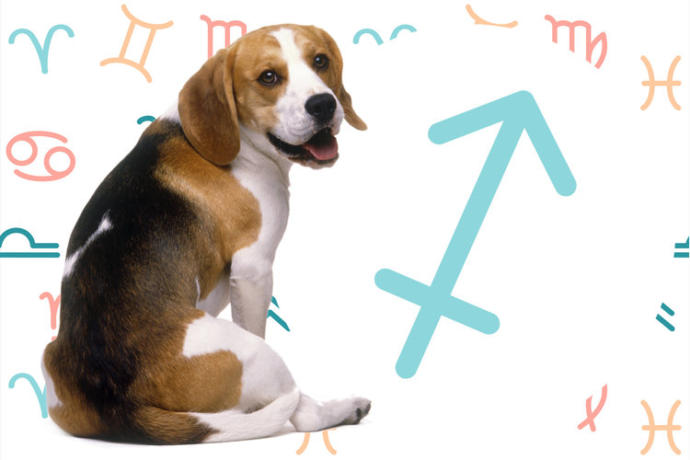 Burçlara Göre Köpeklerin Kişilik Özellikleri