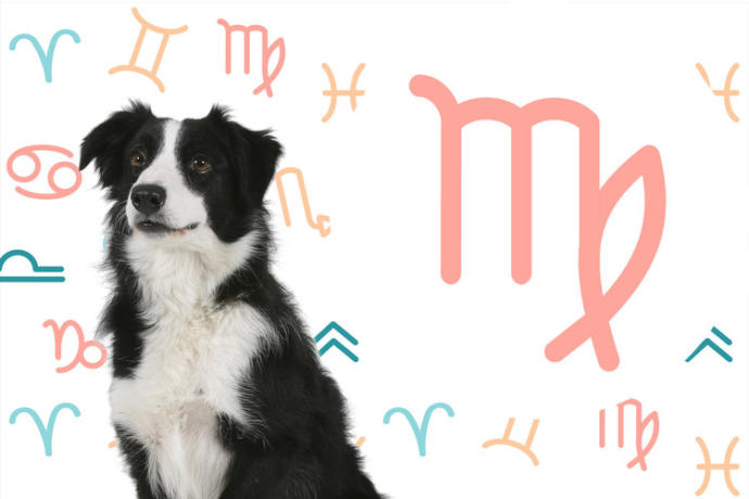 Burçlara Göre Köpeklerin Kişilik Özellikleri