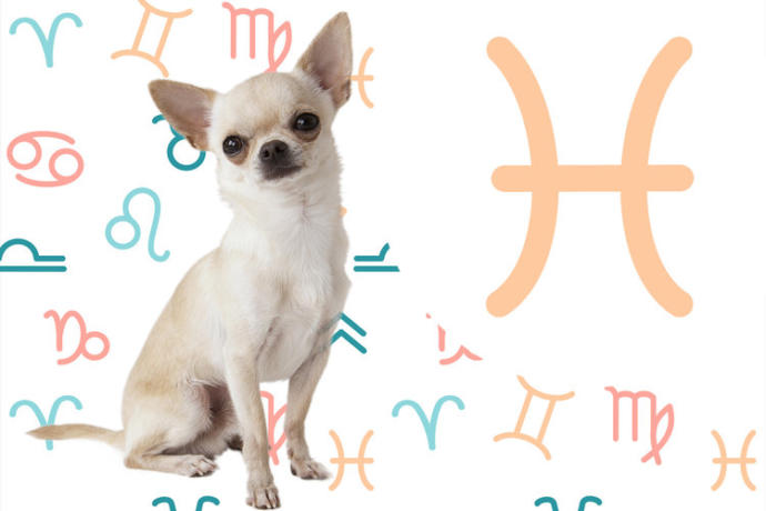 Burçlara Göre Köpeklerin Kişilik Özellikleri