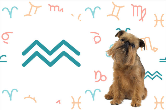 Burçlara Göre Köpeklerin Kişilik Özellikleri