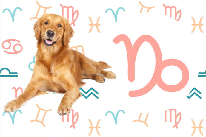 Burçlara Göre Köpeklerin Kişilik Özellikleri