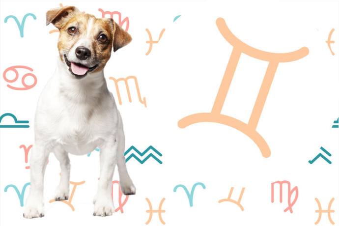 Burçlara Göre Köpeklerin Kişilik Özellikleri