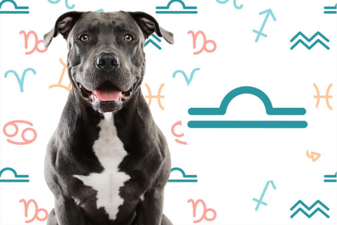 Burçlara Göre Köpeklerin Kişilik Özellikleri