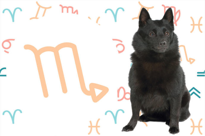 Burçlara Göre Köpeklerin Kişilik Özellikleri