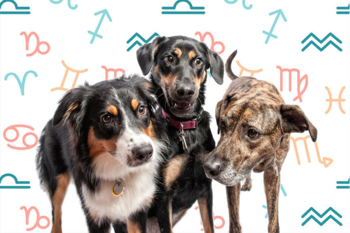 Burçlara Göre Köpeklerin Kişilik Özellikleri