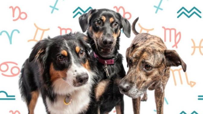 Burçlara Göre Köpeklerin Kişilik Özellikleri