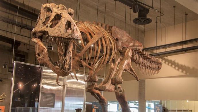 Tavukların Atalarının T. Rex Olduğunu Biliyor muydunuz?