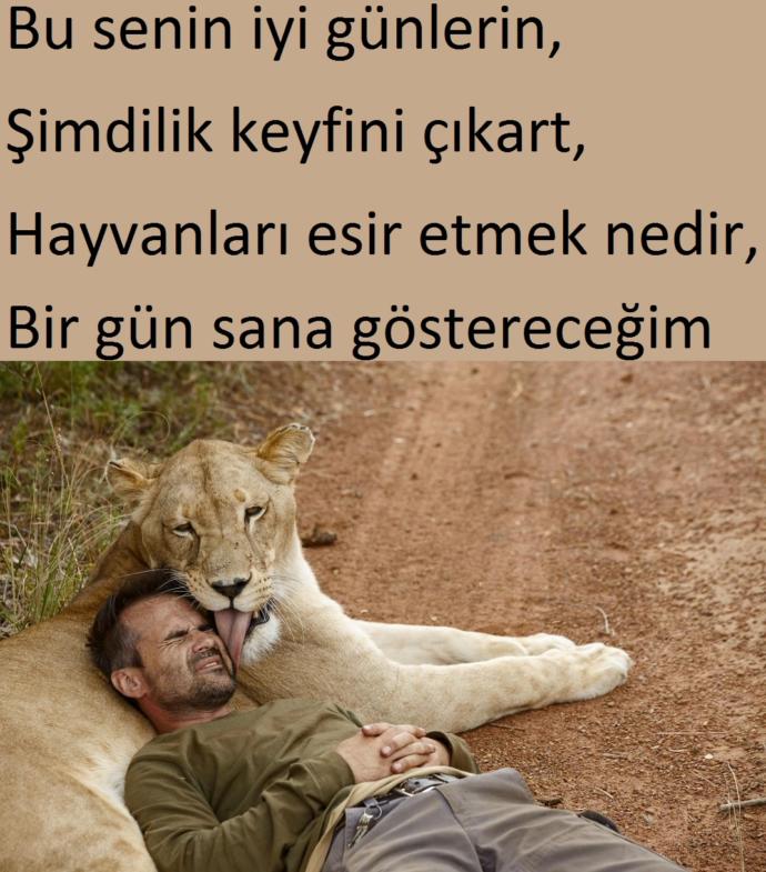 İtalya'da Bir Sirkte Kontrolden Çıkan Kaplanlar Terbiyeciyi Öldürdü!