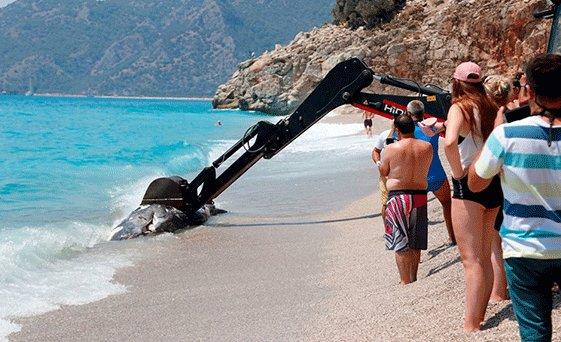 Ölüdeniz'de 3 Metre Uzunluğunda Balina Kumsala Vurdu!