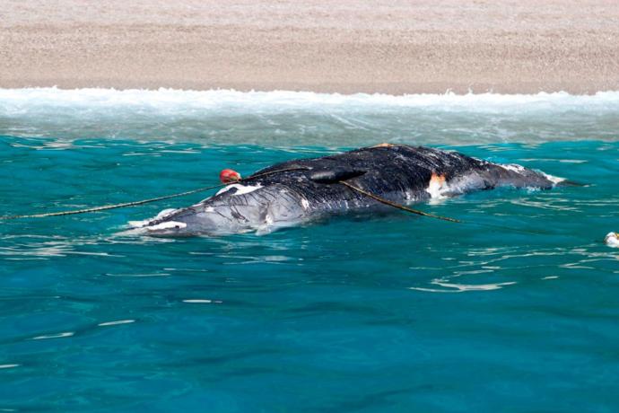 Ölüdeniz'de 3 Metre Uzunluğunda Balina Kumsala Vurdu!