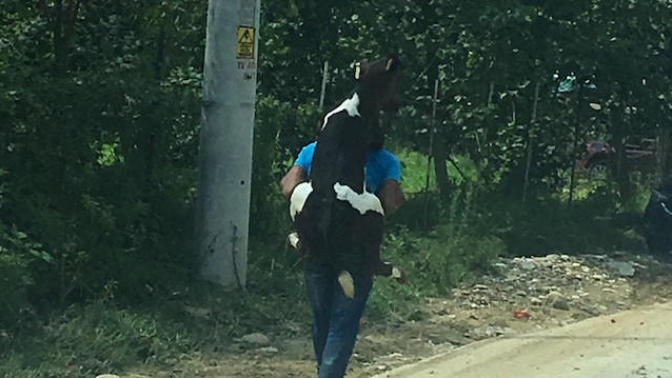 Düzce'de Meydana Gelen Selde Sakatlanan Buzağıyı Kilometrelerce Sırtında Taşıdı!