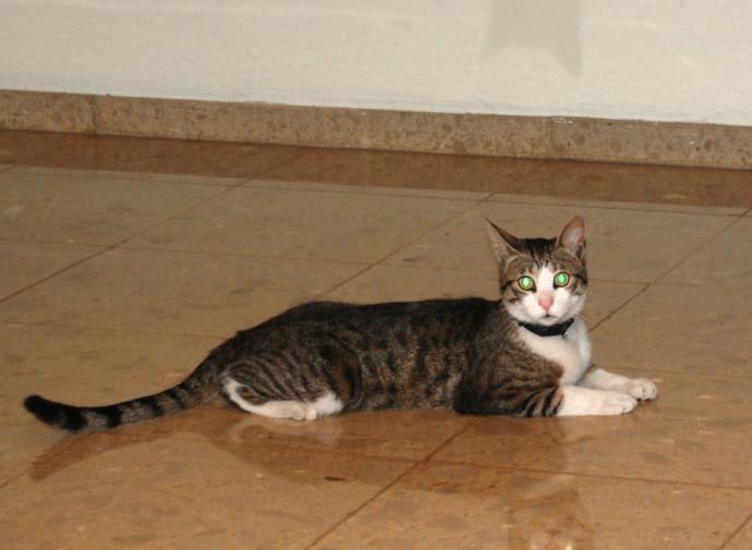 Kedi Çeşitleri ve Özellikleri