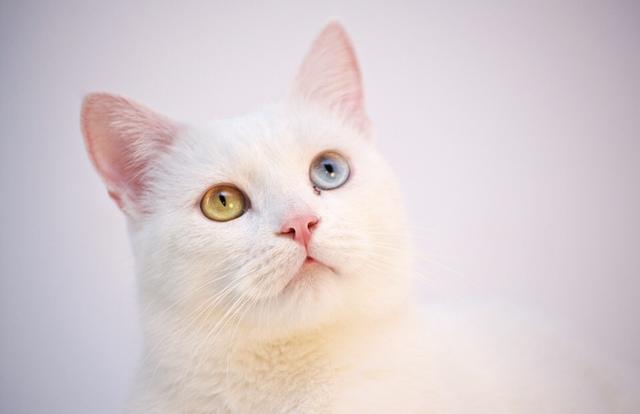 Kedi Çeşitleri ve Özellikleri