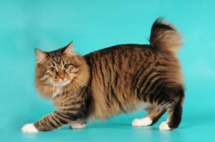 Kedi Çeşitleri ve Özellikleri