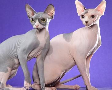 Kedi Çeşitleri ve Özellikleri