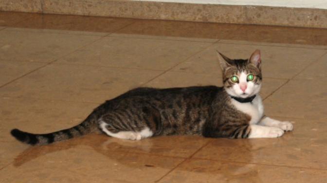 Kedi Çeşitleri ve Özellikleri