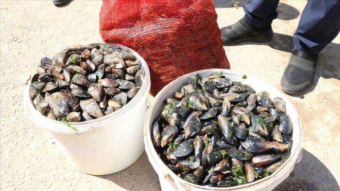 Çamaşır Makinelerinde Saklanan 1 Ton Midye İmha Edildi (Antalya)