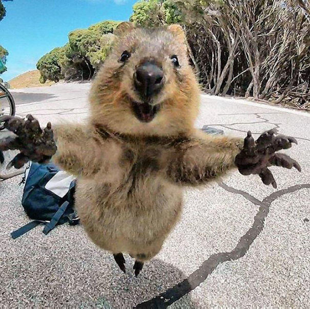 Onlar Dünyanın En Mutlu Hayvanı: Canım Quokkam ile Bir Selfie'm Olmasın mı?