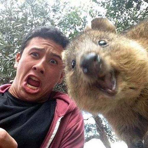 Onlar Dünyanın En Mutlu Hayvanı: Canım Quokkam ile Bir Selfie'm Olmasın mı?