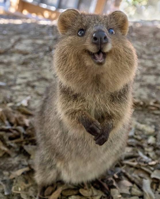 O Dünyanın en mutlu hayvanı Quokka
