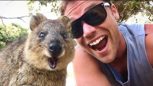 Onlar Dünyanın En Mutlu Hayvanı: Canım Quokkam ile Bir Selfie'm Olmasın mı?