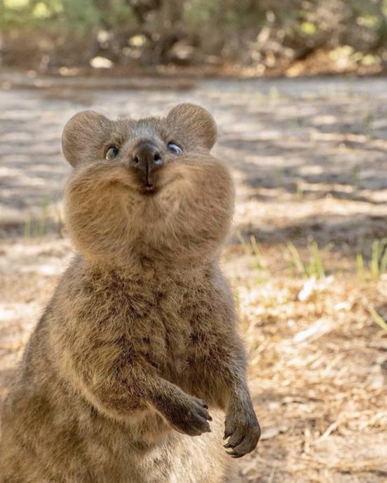 Onlar Dünyanın En Mutlu Hayvanı: Canım Quokkam ile Bir Selfie'm Olmasın mı?