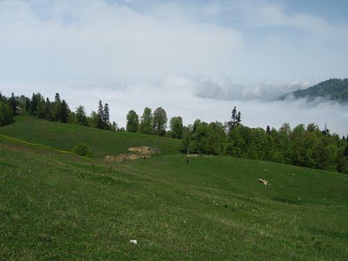 Batı Karadeniz'in Zirvesinde Yemyeşil Huzur: Denizi Olan Bacaklı Yaylası