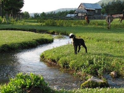 Batı Karadeniz'in Zirvesinde Yemyeşil Huzur: Denizi Olan Bacaklı Yaylası