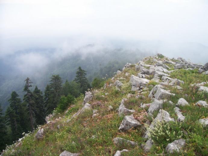 Batı Karadeniz'in Zirvesinde Yemyeşil Huzur: Denizi Olan Bacaklı Yaylası