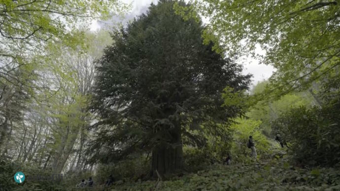 Batı Karadeniz'in Zirvesinde Yemyeşil Huzur: Denizi Olan Bacaklı Yaylası