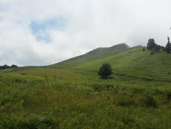 Batı Karadeniz'in Zirvesinde Yemyeşil Huzur: Denizi Olan Bacaklı Yaylası