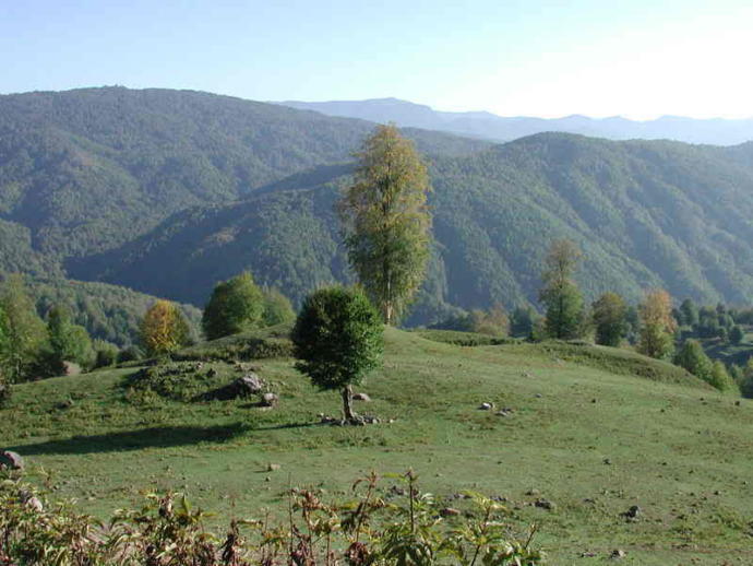 Batı Karadeniz'in Zirvesinde Yemyeşil Huzur: Denizi Olan Bacaklı Yaylası