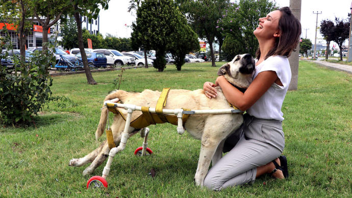 Yürüyemeyen Köpeğe Plastik Borularla Yürüteç Yapıldı