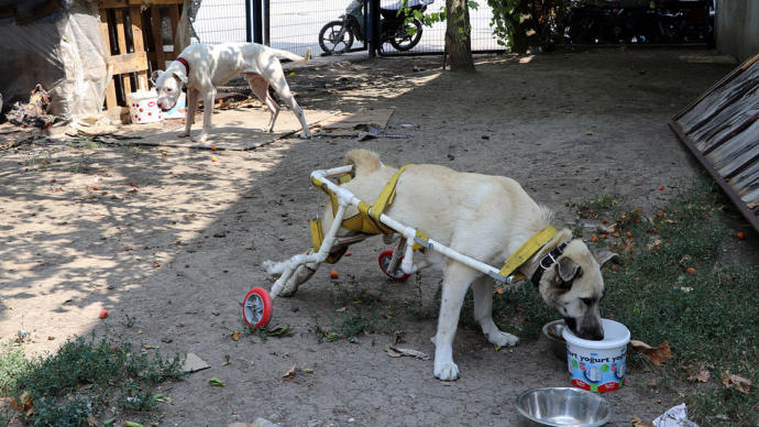 Yürüyemeyen Köpeğe Plastik Borularla Yürüteç Yapıldı