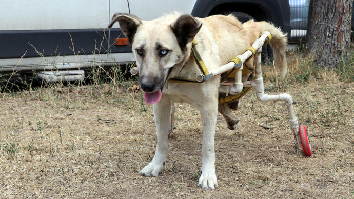Yürüyemeyen Köpeğe Plastik Borularla Yürüteç Yapıldı