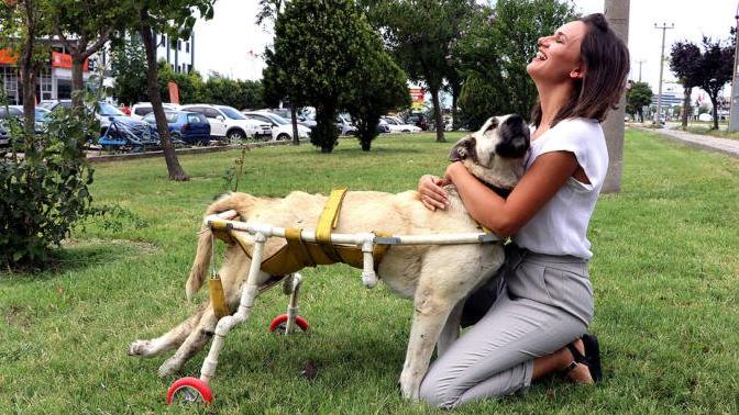 Yürüyemeyen Köpeğe Plastik Borularla Yürüteç Yapıldı