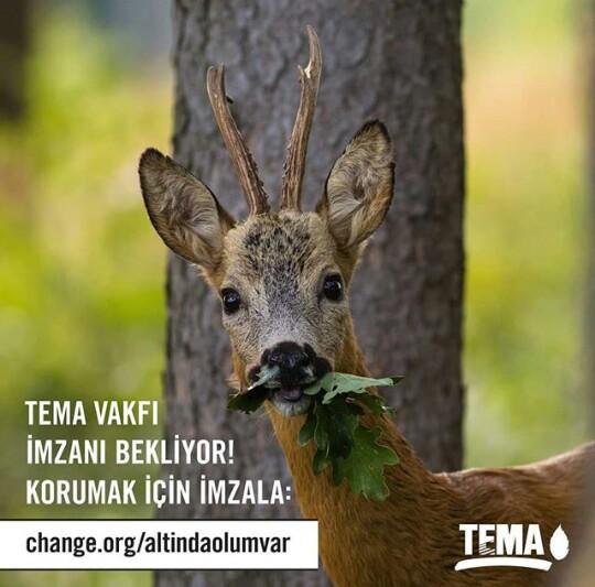 Kanayan Yara Kaz Dağları: Kaz Dağları'na Sahip Çıkalım!