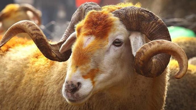 Kurban