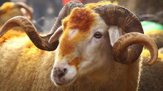 En Güzel Kurban Bayramı Nasıl Olmalıdır?
