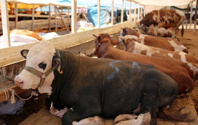 Kurban Bayramı'nda 4 Milyon Kurbanlık Kesilecek