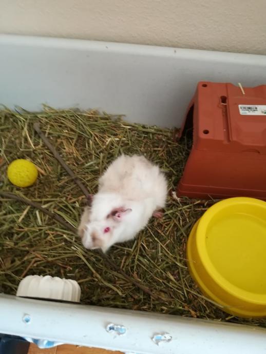 Guinea Pig: Dünya'nın En Masum Canlısı ve Evde En Kolay Bakılabilecek Memeli Hayvanı!