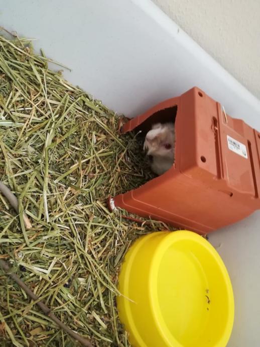 Guinea Pig: Dünya'nın En Masum Canlısı ve Evde En Kolay Bakılabilecek Memeli Hayvanı!