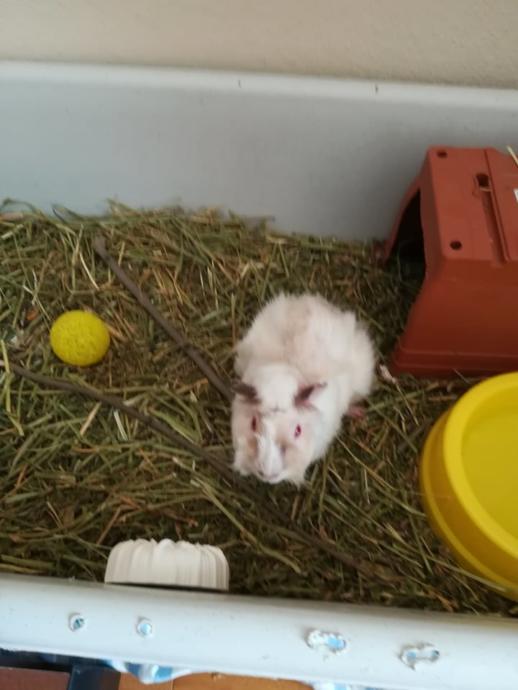 Guinea Pig: Dünya'nın En Masum Canlısı ve Evde En Kolay Bakılabilecek Memeli Hayvanı!