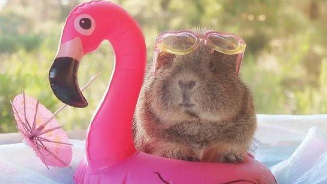 Guinea Pig: Dünya'nın En Masum Canlısı ve Evde En Kolay Bakılabilecek Memeli Hayvanı!