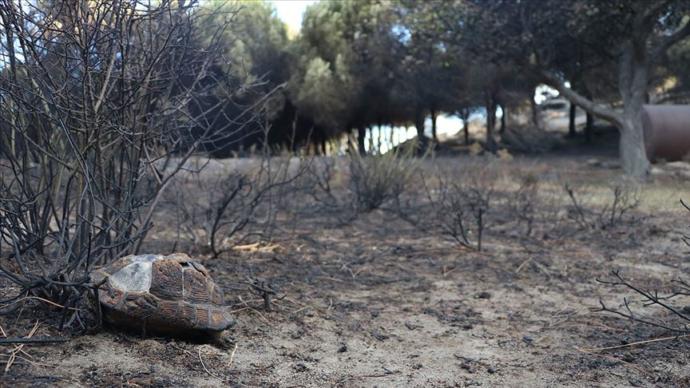Bakanlık Açıkladı: Marmara Adası Kasım Ayında Ağaçlandırılacak