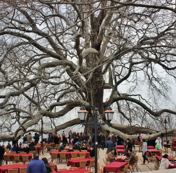 İnkaya Çınar’ı (Bursa)