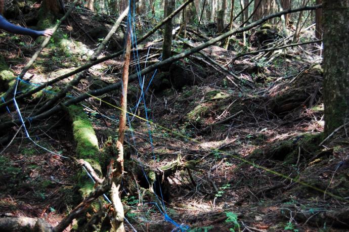 Gizemini Koruyan Ormanda İnsanlar İntihar Etmeye Devam Ediyor; Aokigahara Ormanı