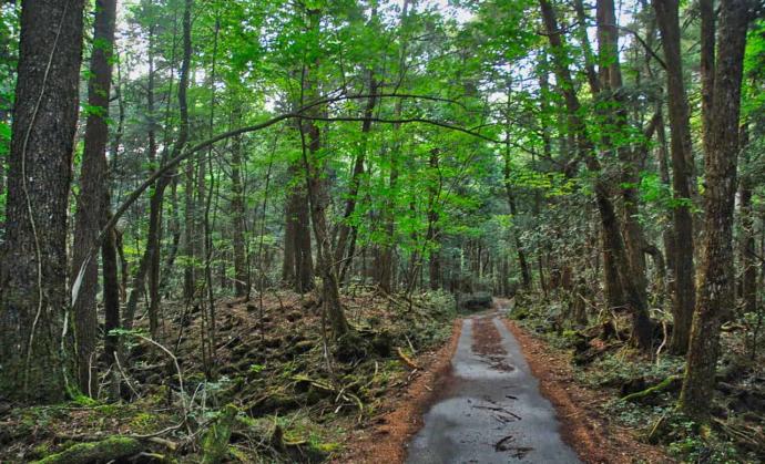 Gizemini Koruyan Ormanda İnsanlar İntihar Etmeye Devam Ediyor; Aokigahara Ormanı